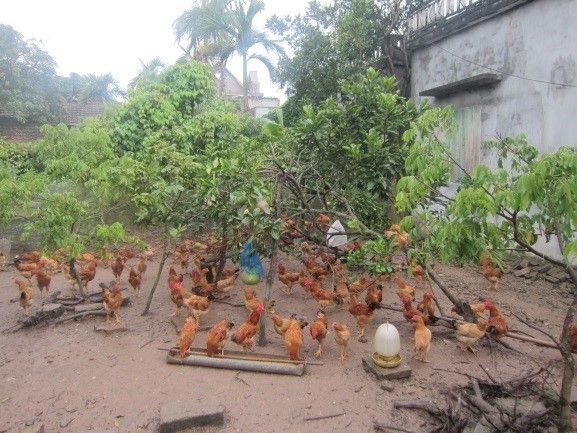Gà Ri vàng rơm thương phẩm