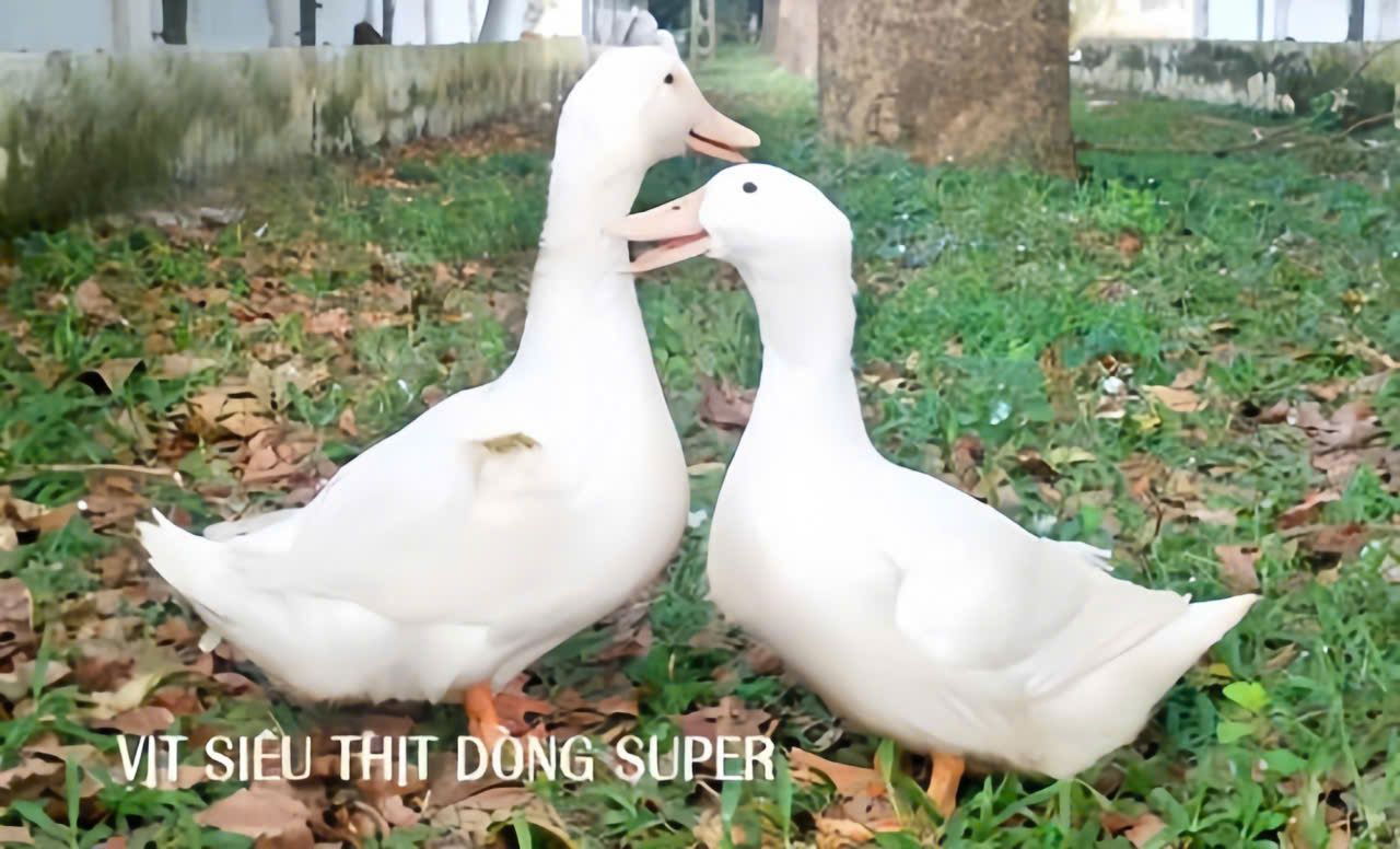 Vịt siêu thịt dòng Super 