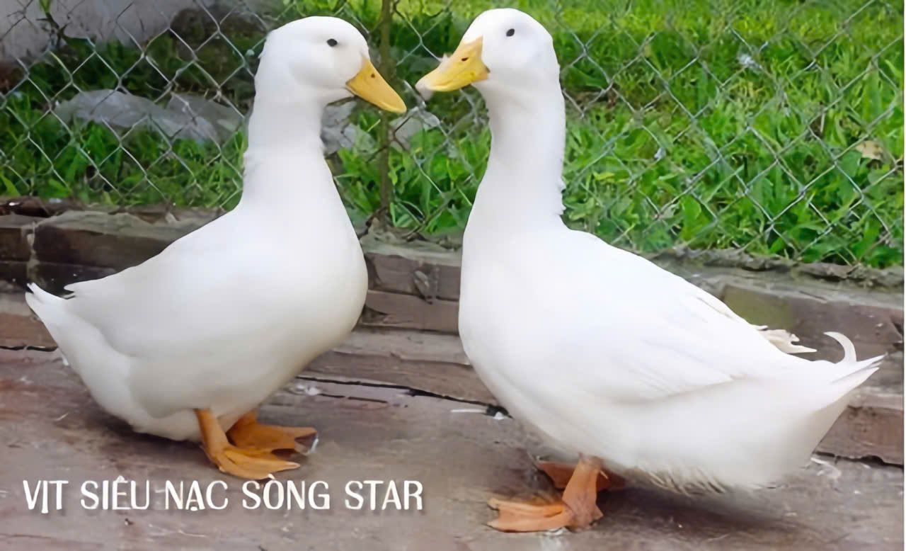 Vịt siêu nạc dòng Star 
